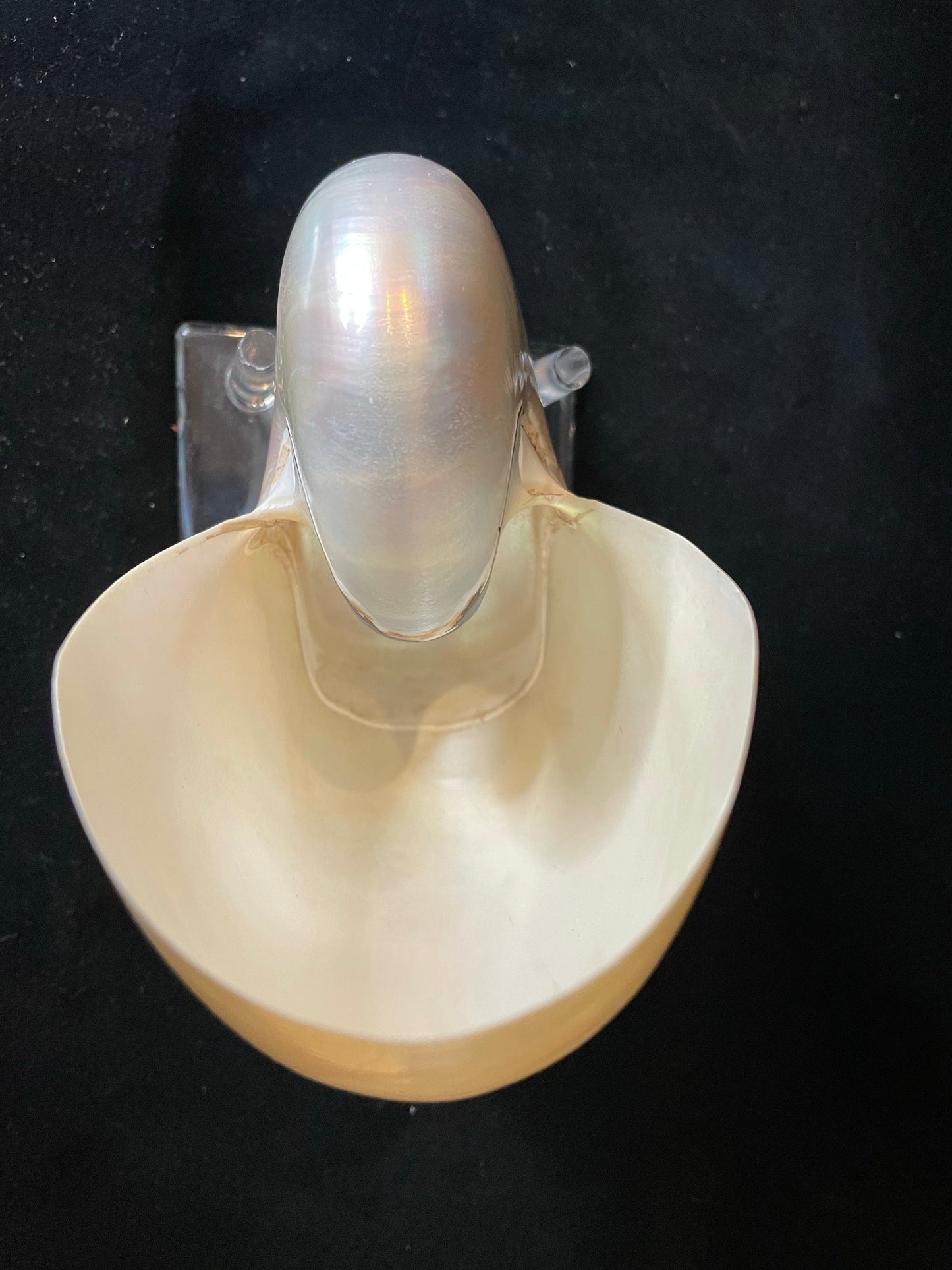Vintage Chambered Pearl Nautilus Shell