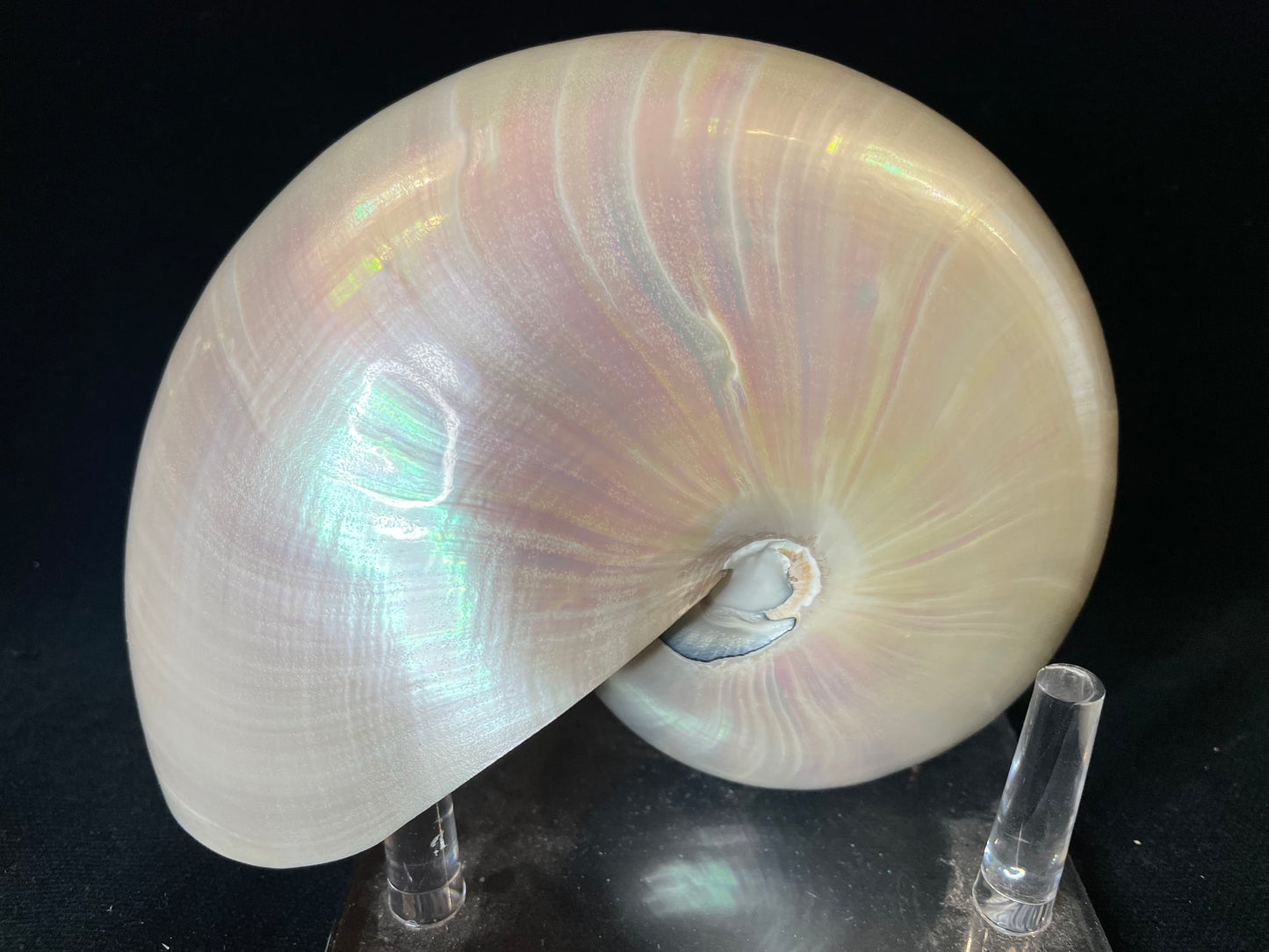Vintage Chambered Pearl Nautilus Shell
