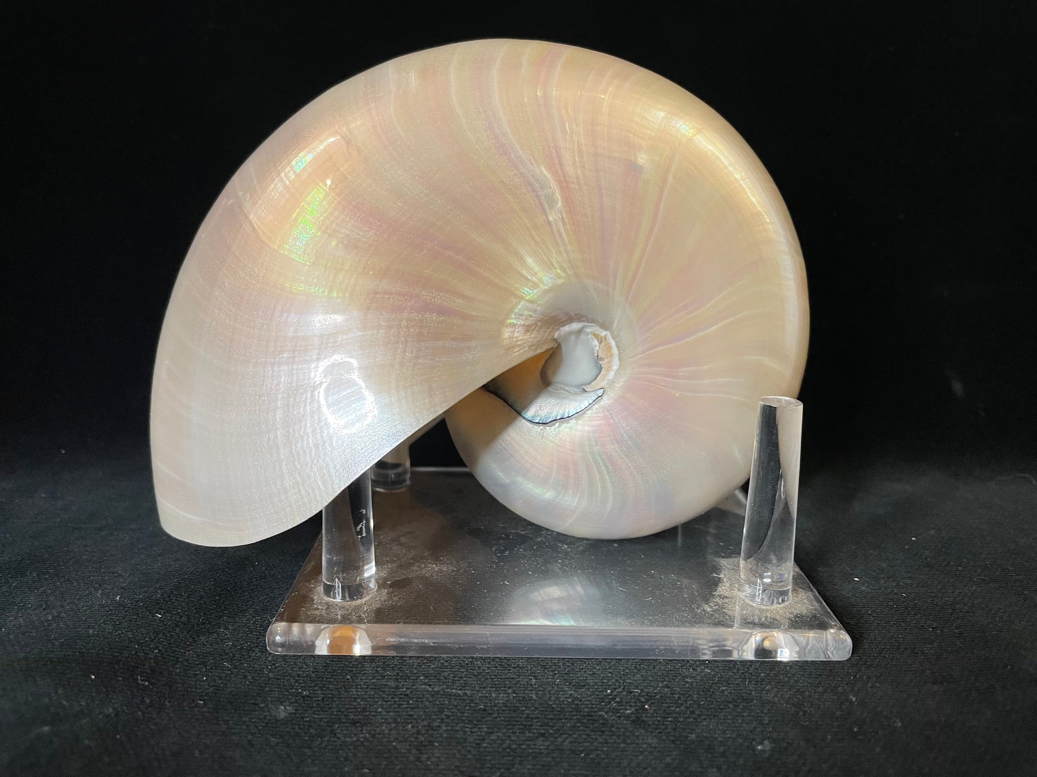 Vintage Chambered Pearl Nautilus Shell