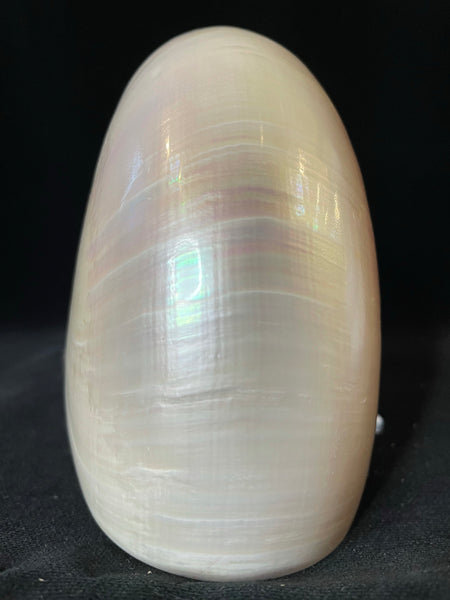 Vintage Chambered Pearl Nautilus Shell