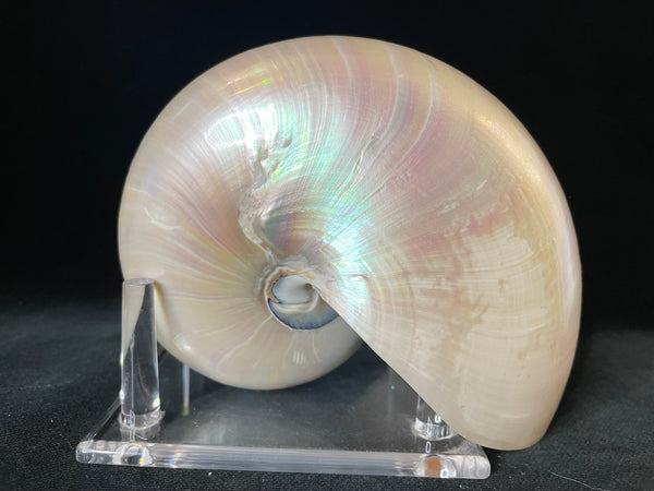 Vintage Chambered Pearl Nautilus Shell